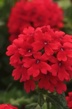 EnduraScape Red Verbena - 1 Gallon Pot -Outlet Drip Mingle Store Verbena EnduraScape Red 7