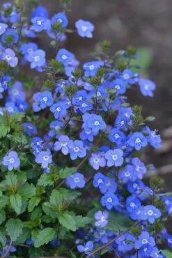 Georgia Blue Veronica Umbrosa - 1 Gallon Pot -Outlet Drip Mingle Store Veronica Georgia Blue 500x750 2