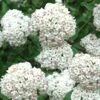 Fragrant Snowball Viburnum Carlecephalum - 3 Gallon Pot -Outlet Drip Mingle Store Viburnum Carlcephalum 11