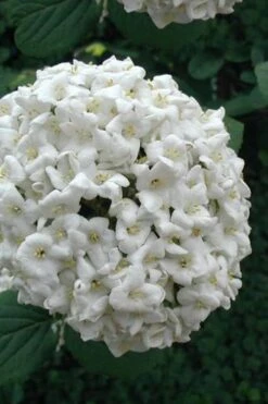 Fragrant Snowball Viburnum Carlecephalum - 3 Gallon Pot -Outlet Drip Mingle Store Viburnum Carlcephalum 12