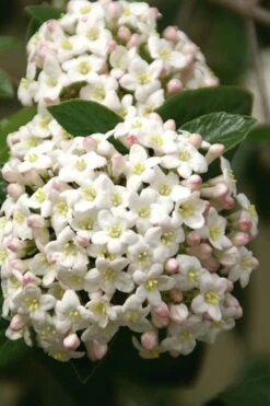 Fragrant Snowball Viburnum Carlecephalum - 3 Gallon Pot -Outlet Drip Mingle Store Viburnum Carlcephalum 15