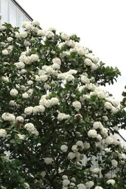 Fragrant Snowball Viburnum Carlecephalum - 3 Gallon Pot -Outlet Drip Mingle Store Viburnum Carlcephalum 16