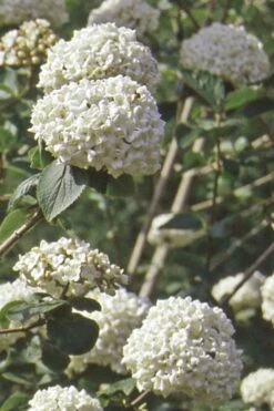 Pearlific Fragrant Snowball Viburnum Bush - 3 Gallon Pot 11 Pearlific Fragrant Snowball Viburnum Bush - 3 Gallon Pot -Outlet Drip Mingle Store Viburnum Carlecephalum Fragrant Snowball 500x750 1