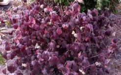 Juddi Fragrant Snowball Viburnum - 2 Gallon Pot -Outlet Drip Mingle Store Viburnum Judd 5