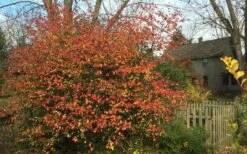 Fragrant Mohawk Viburnum Burkwoodi - 1 Gallon Pot -Outlet Drip Mingle Store Viburnum Mohawk 10