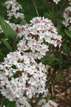 Fragrant Mohawk Viburnum Burkwoodi - 1 Gallon Pot -Outlet Drip Mingle Store Viburnum Mohawk 4