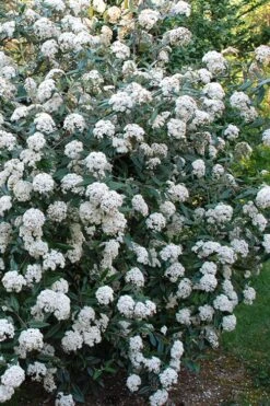 Fragrant Mohawk Viburnum Burkwoodi - 3 Gallon Pot -Outlet Drip Mingle Store Viburnum Mohawk 5 2