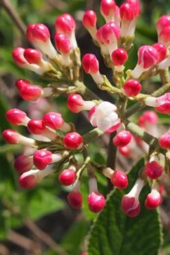 Fragrant Mohawk Viburnum Burkwoodi - 6 Pack Of 1 Gallon Pots -Outlet Drip Mingle Store Viburnum Mohawk 6 1