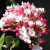 Fragrant Mohawk Viburnum Burkwoodi - 3 Gallon Pot -Outlet Drip Mingle Store Viburnum Mohawk 8 2