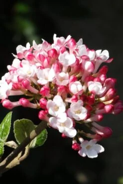 Fragrant Mohawk Viburnum Burkwoodi - 3 Gallon Pot