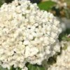 Pearlific Fragrant Snowball Viburnum Bush - 3 Gallon Pot -Outlet Drip Mingle Store Viburnum Pearlific 1