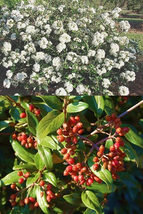 Pearlific Fragrant Snowball Viburnum Bush - 3 Gallon Pot 6 Pearlific Fragrant Snowball Viburnum Bush - 3 Gallon Pot - Image 4