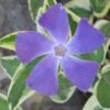 Variegated Bigleaf Periwinkle - Vinca Major 'Variegata' - 10 Pack Of Pint Pots 2 Variegated Bigleaf Periwinkle - Vinca Major 'Variegata' - 10 Pack Of Pint Pots -Outlet Drip Mingle Store Vinca Major Variegata Rev 500x750 1