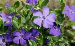 Ralph Shugert Variegated Periwinkle (Vinca Minor) - 6 Pack Of Pint Pots -Outlet Drip Mingle Store Vinca Minor Ralph Shugert Closeup 1