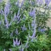 Blue Chaste Tree - Vitex Agnus-castus - 1 Gallon Pot -Outlet Drip Mingle Store Vitex Agnus Castus Chaste Tree rev 500x750 2