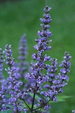 Blue Diddley Dwarf Chaste Tree (Vitex Agnus-castus) - 1 Gallon Pot -Outlet Drip Mingle Store Vitex Blue Diddley 1