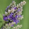 Blue Puffball Chaste Tree (Dwarf) - Vitex - 3 Gallon Pot -Outlet Drip Mingle Store Vitex Blue Puffball 1