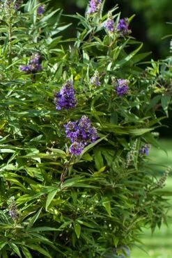 Blue Puffball Chaste Tree (Dwarf) - Vitex - 3 Gallon Pot -Outlet Drip Mingle Store Vitex Blue Puffball 2