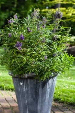 Blue Puffball Chaste Tree (Dwarf) - Vitex - 3 Gallon Pot -Outlet Drip Mingle Store Vitex Blue Puffball 3