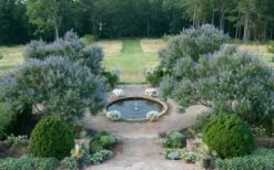 Blue Chaste Tree - Vitex Agnus-castus - 3 Gallon Pot -Outlet Drip Mingle Store Vitex Chaste Tree 11