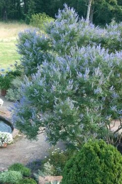 Blue Chaste Tree - Vitex Agnus-castus - 1 Gallon Pot -Outlet Drip Mingle Store Vitex Chaste Tree 13 1