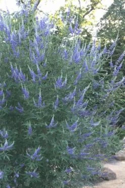 Blue Chaste Tree - Vitex Agnus-castus - 3 Gallon Pot -Outlet Drip Mingle Store Vitex Chaste Tree 14