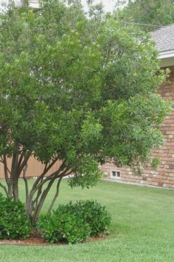 Southern Wax Myrtle - 3 Gallon Pot -Outlet Drip Mingle Store Wax Myrtle Southern 1 500x750 1