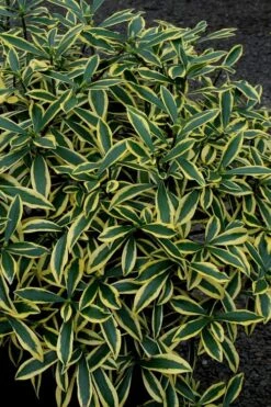 Marianni Variegated Pink Winter Daphne - 2 Gallon Pot 10 Marianni Variegated Pink Winter Daphne - 2 Gallon Pot -Outlet Drip Mingle Store Winter Daphne Marianni 2