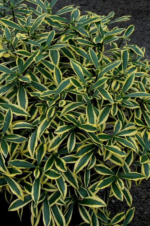 Marianni Variegated Pink Winter Daphne - 2 Gallon Pot 6 Marianni Variegated Pink Winter Daphne - 2 Gallon Pot - Image 4