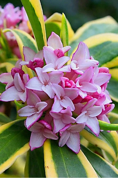 Marianni Variegated Pink Winter Daphne - 2 Gallon Pot 3 Marianni Variegated Pink Winter Daphne - 2 Gallon Pot