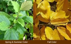 Little Prospect Golden American Witch Hazel (Hamamelis Virginiana) - 5 Gallon Pot -Outlet Drip Mingle Store Witch Hazel Common American 10