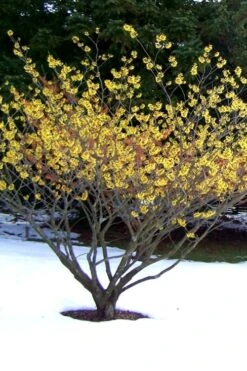 Little Prospect Golden American Witch Hazel (Hamamelis Virginiana) - 5 Gallon Pot -Outlet Drip Mingle Store Witch hazel Common American Yellow 6