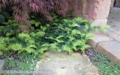 Creeping Japanese Plum Yew (Cephalotaxus Harringtonia 'Prostrata') - 2.5 Quart Pot -Outlet Drip Mingle Store Yew Creeping 2 50