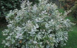 Woodlanders Blue Dusty Zenobia (Honeycup) - 3 Gallon Pot -Outlet Drip Mingle Store Zenobia Woodlanders Blue 20 1