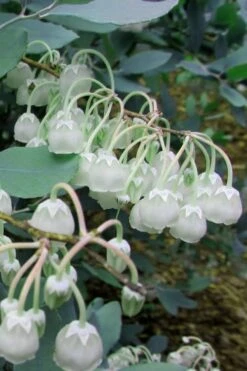 Woodlanders Blue Dusty Zenobia (Honeycup) - 3 Gallon Pot -Outlet Drip Mingle Store Zenobia Woodlanders Blue 7 1