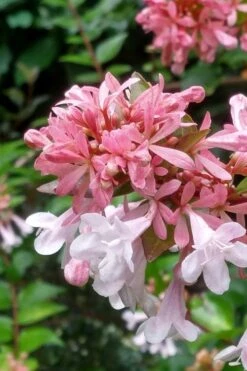 Canyon Creek Abelia - 3 Gallon Pot -Outlet Drip Mingle Store abelia grandiflora canyon creek 3
