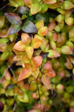 Canyon Creek Abelia - 3 Gallon Pot -Outlet Drip Mingle Store abelia grandiflora canyon creek 4