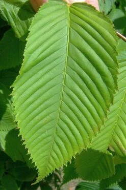 Hornbeam Maple (Acer Carpinifolium) - 3 Gallon Pot -Outlet Drip Mingle Store acer carpinifolium hornbeam maple tree 4