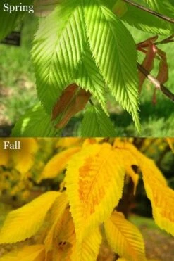Hornbeam Maple (Acer Carpinifolium) - 3 Gallon Pot -Outlet Drip Mingle Store acer carpinifolium hornbeam maple tree 6