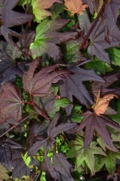 Burgundy Jewel Vine Maple (Acer Circinatum) - 1 Gallon Pot -Outlet Drip Mingle Store acer circinatum burgundy jewel vine maple 4 1