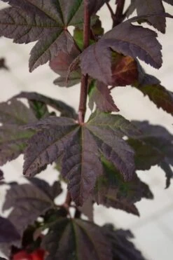 Burgundy Jewel Vine Maple (Acer Circinatum) - 5 Gallon Pot -Outlet Drip Mingle Store acer circinatum burgundy jewel vine maple 6