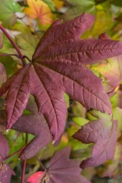 Burgundy Jewel Vine Maple (Acer Circinatum) - 1 Gallon Pot -Outlet Drip Mingle Store acer circinatum burgundy jewel vine maple 7 1