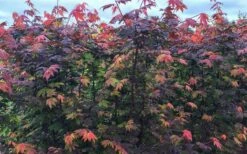 Burgundy Jewel Vine Maple (Acer Circinatum) - 1 Gallon Pot -Outlet Drip Mingle Store acer circinatum burgundy jewel vine maple 8 1