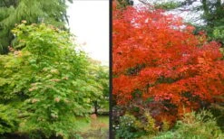 Emmett's Pumpkin Japanese Maple (Acer Japonicum) - 1 Gallon Pot -Outlet Drip Mingle Store acer japonicum emmets pumpkin japanese maple 10