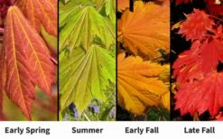 Emmett's Pumpkin Japanese Maple (Acer Japonicum) - 1 Gallon Pot -Outlet Drip Mingle Store acer japonicum emmets pumpkin japanese maple 7