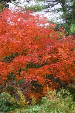 Emmett's Pumpkin Japanese Maple (Acer Japonicum) - 1 Gallon Pot -Outlet Drip Mingle Store acer japonicum emmets pumpkin japanese maple 9