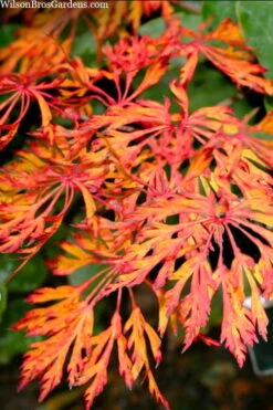 Fairy Lights Full Moon Japanese Maple - 3 Gallon Pot -Outlet Drip Mingle Store acer japonicum fairy lights full moon maple 3