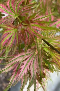 Abigail Rose Japanese Maple - 3 Gallon Pot -Outlet Drip Mingle Store acer palmatum abigail rose japanese maple 3