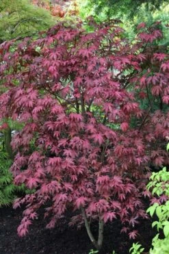 Amagi Shigure Japanese Maple - 3 Gallon Pot -Outlet Drip Mingle Store acer palmatum amagi shigure japanese maple 1