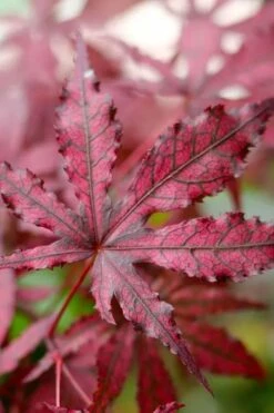 Amagi Shigure Japanese Maple - 3 Gallon Pot -Outlet Drip Mingle Store acer palmatum amagi shigure japanese maple 2
